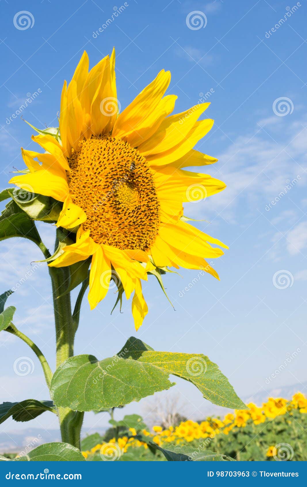 Sunflower in Profile stock image. Image of bloom, cirrus - 98703963