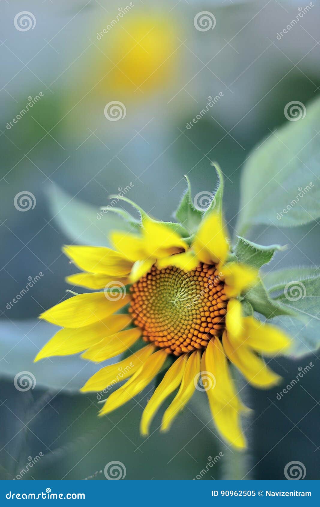 Sunflower Profile stock image. Image of softtexture, sunfloweroil - 90962505