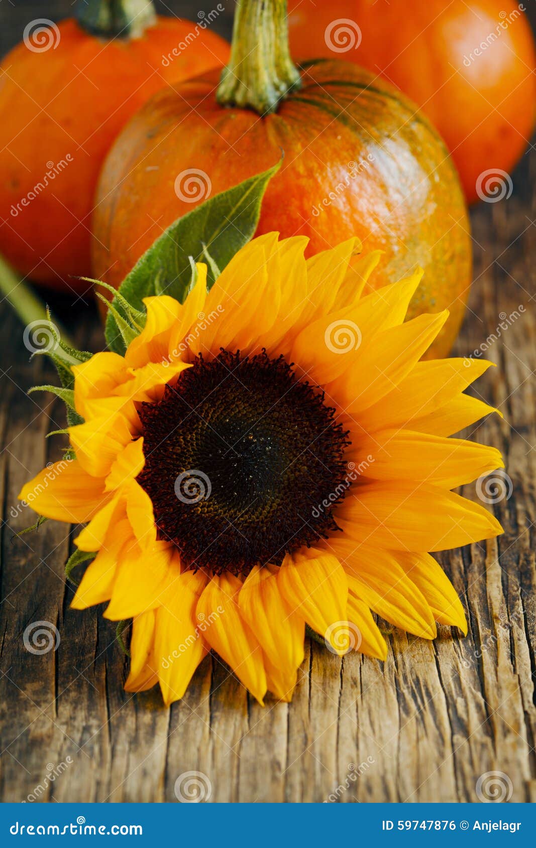 Sunflower and pumpkins stock photo. Image of orange, pumpkins 59747876