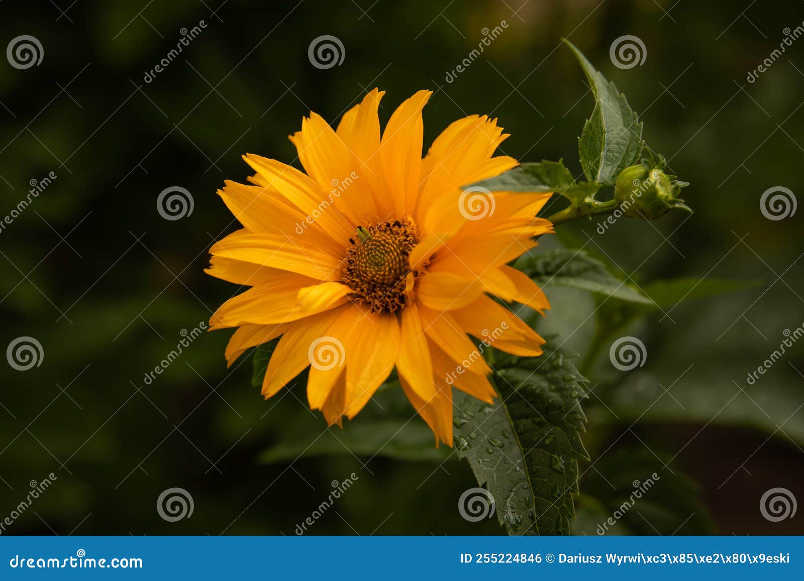 Sunflower after the rain stock photo. Image of green 255224846
