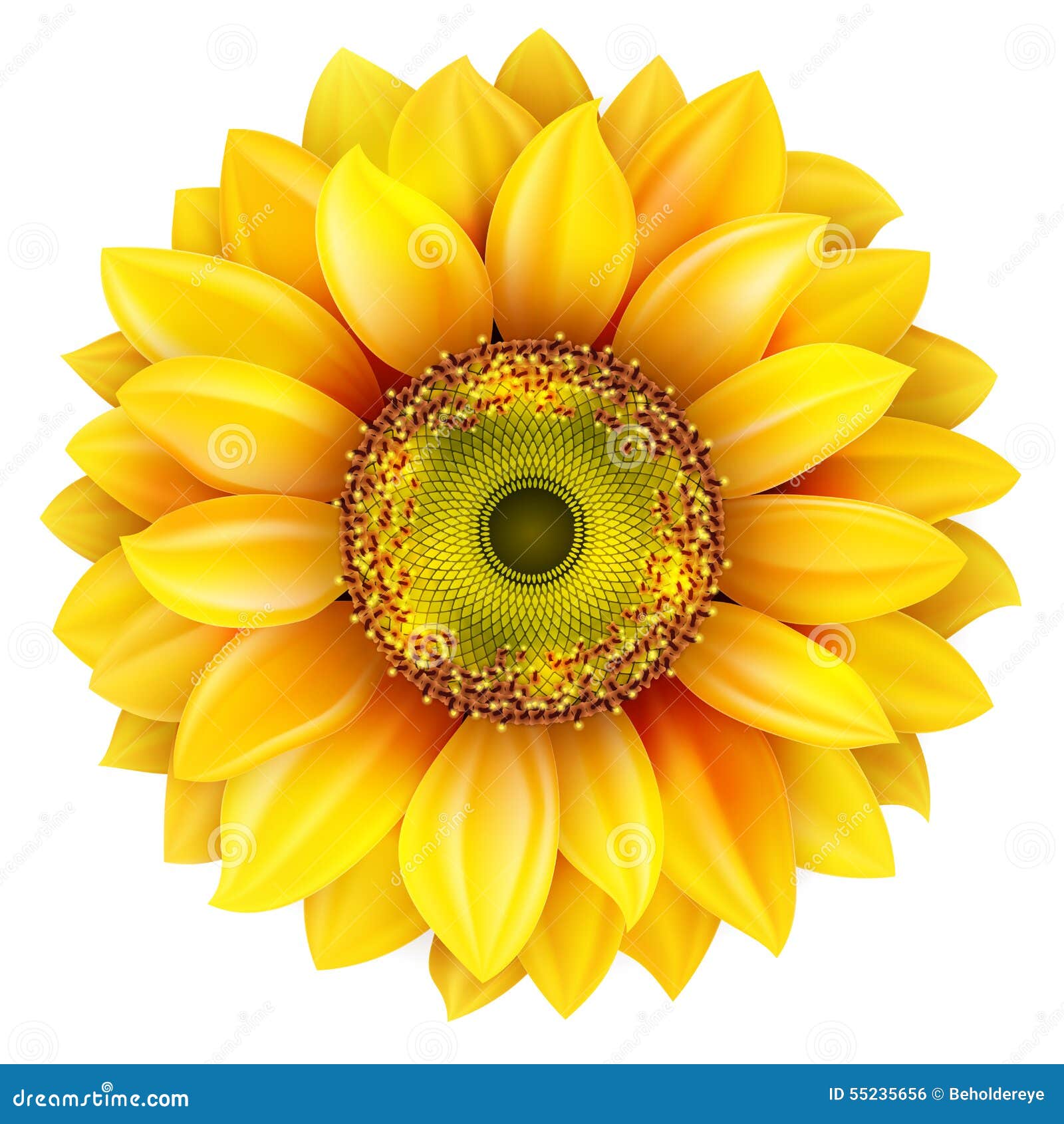 Download Sunflower Realistic Illustration. EPS 10 Stock Vector ...