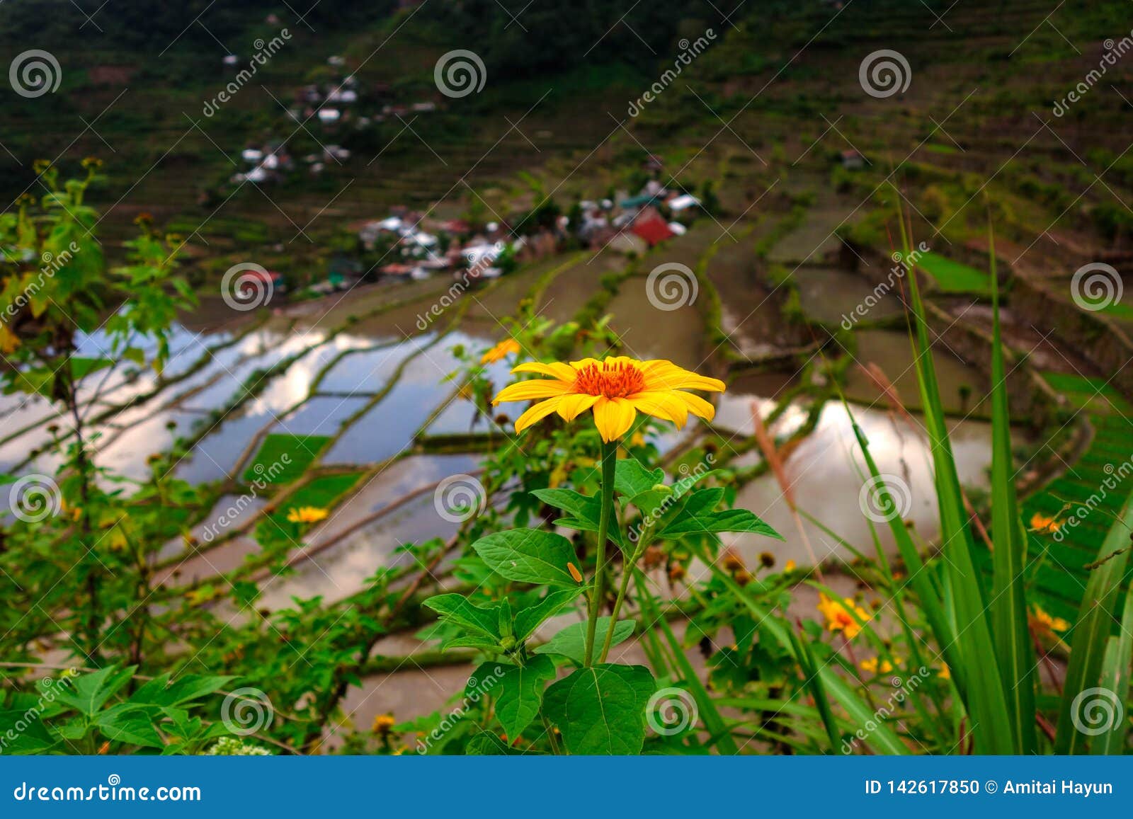 sunflower on rice terrace