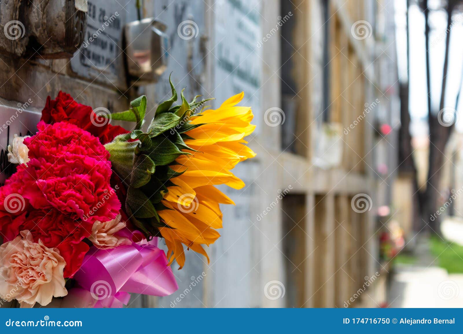 pic Sunflower And Roses Pictures https www dreamstime com sunflower roses pink ribbon bouquet vertical graves columbariums old cemetery sunflower colored flowers image174716750