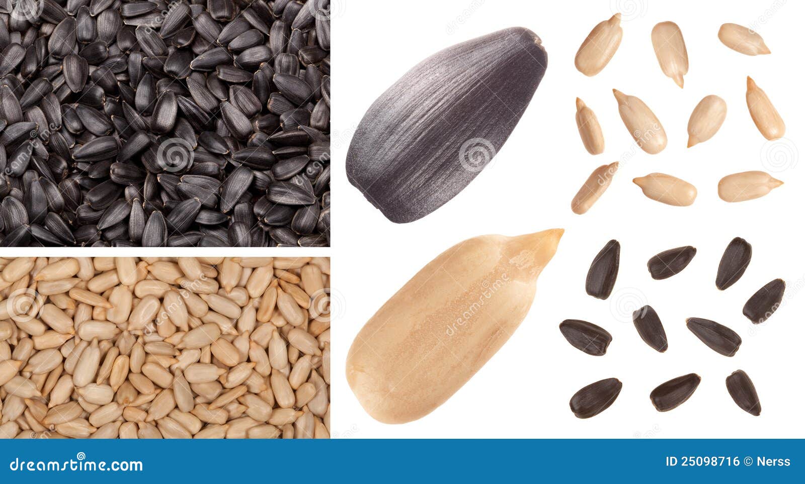 Sunflower seed stock photo. Image of plant, seed, flora 25098716