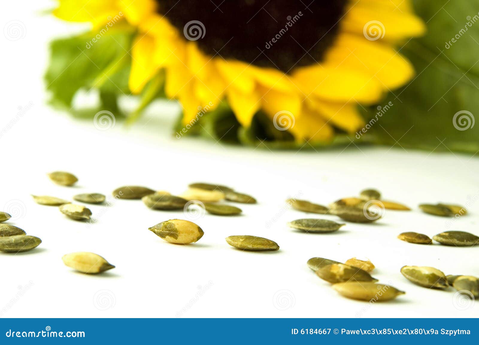Sunflower with seed stock image. Image of blue, daises - 6184667