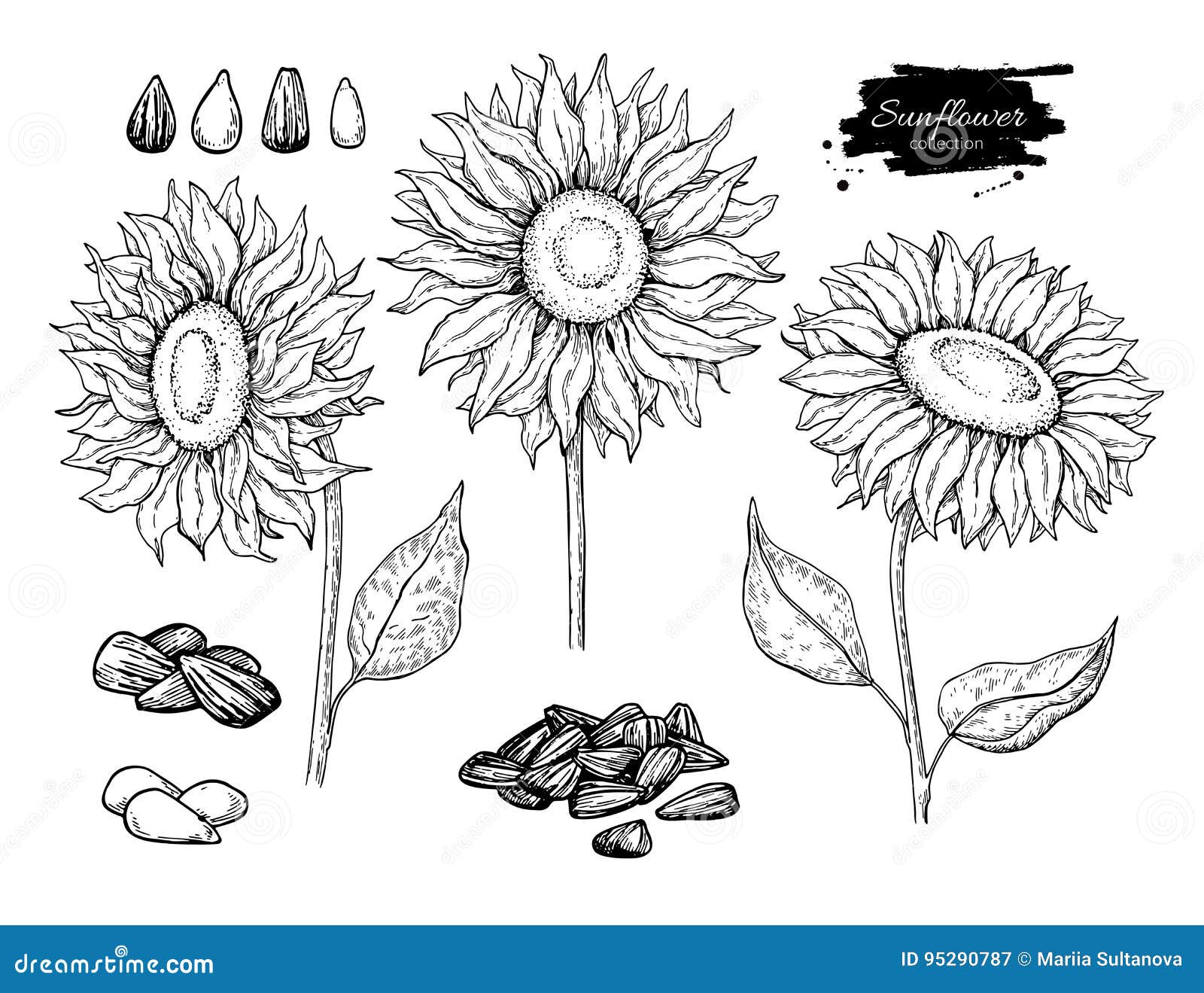 sunflower seed and flower  drawing set. hand drawn  . food ingredient sketch.