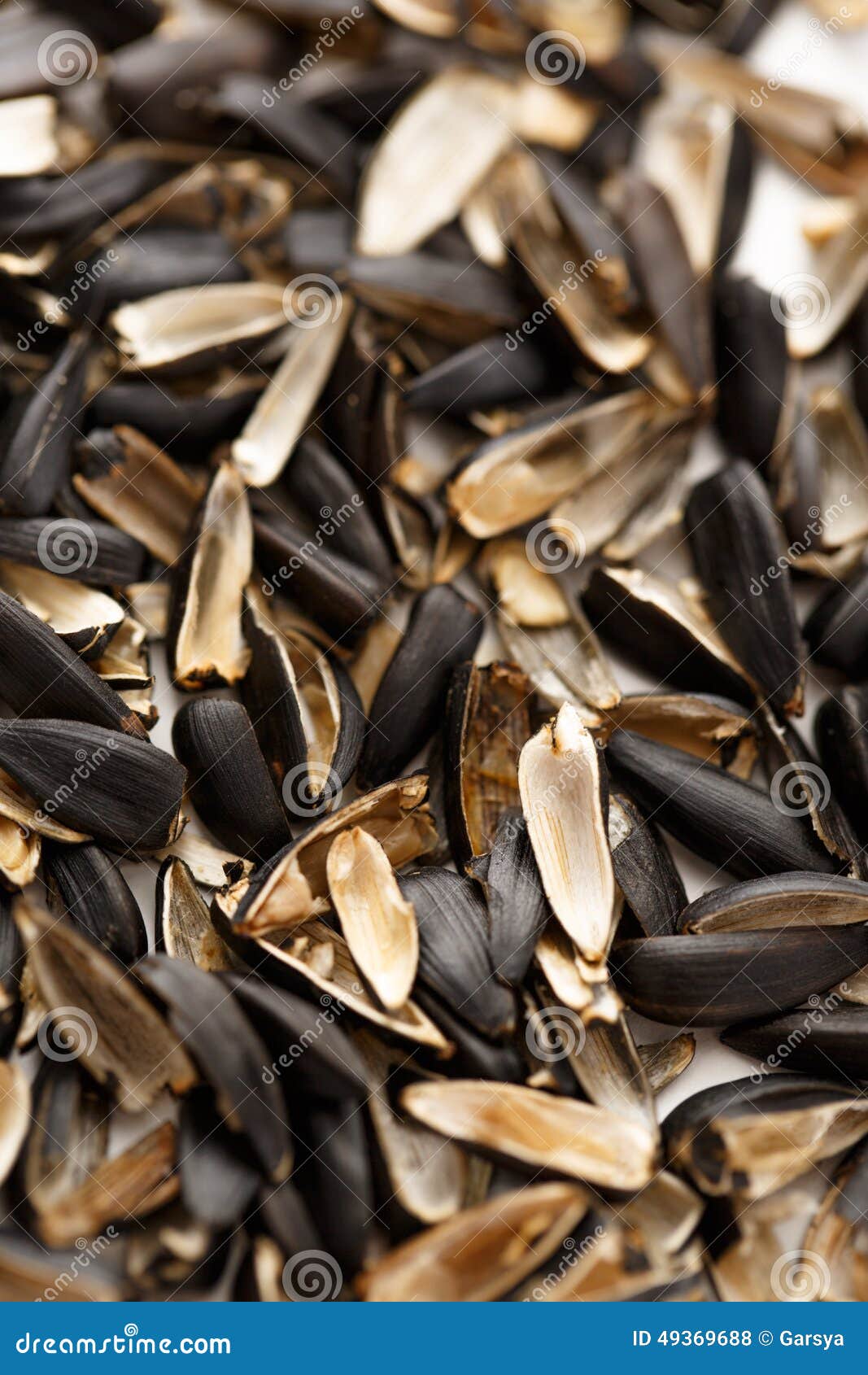 Sunflower seed husk stock photo. Image of husk, macro 49369688