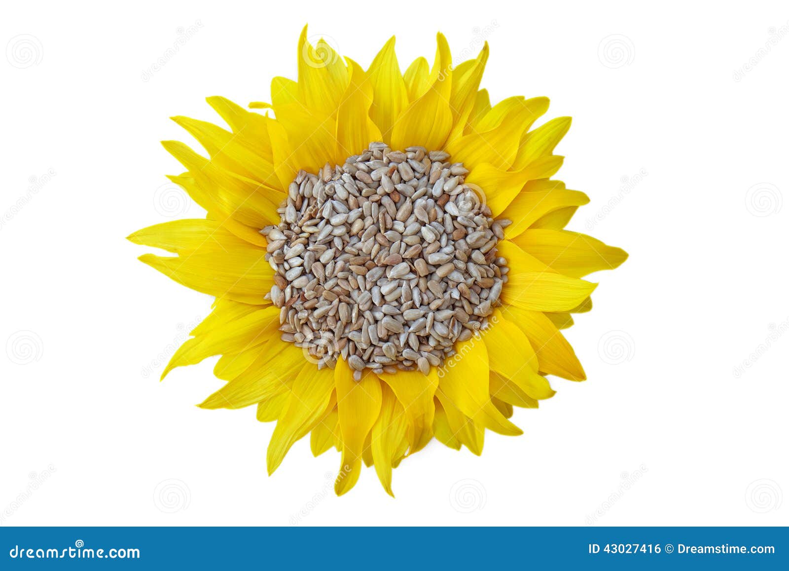 Sunflower seed stock photo. Image of background, blossoming - 43027416