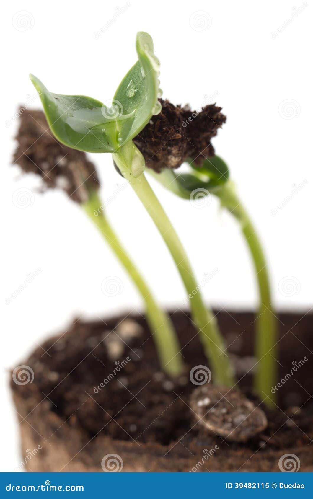 Sunflower Seedling in a Brown Pot of Peat Stock Image Image of growth