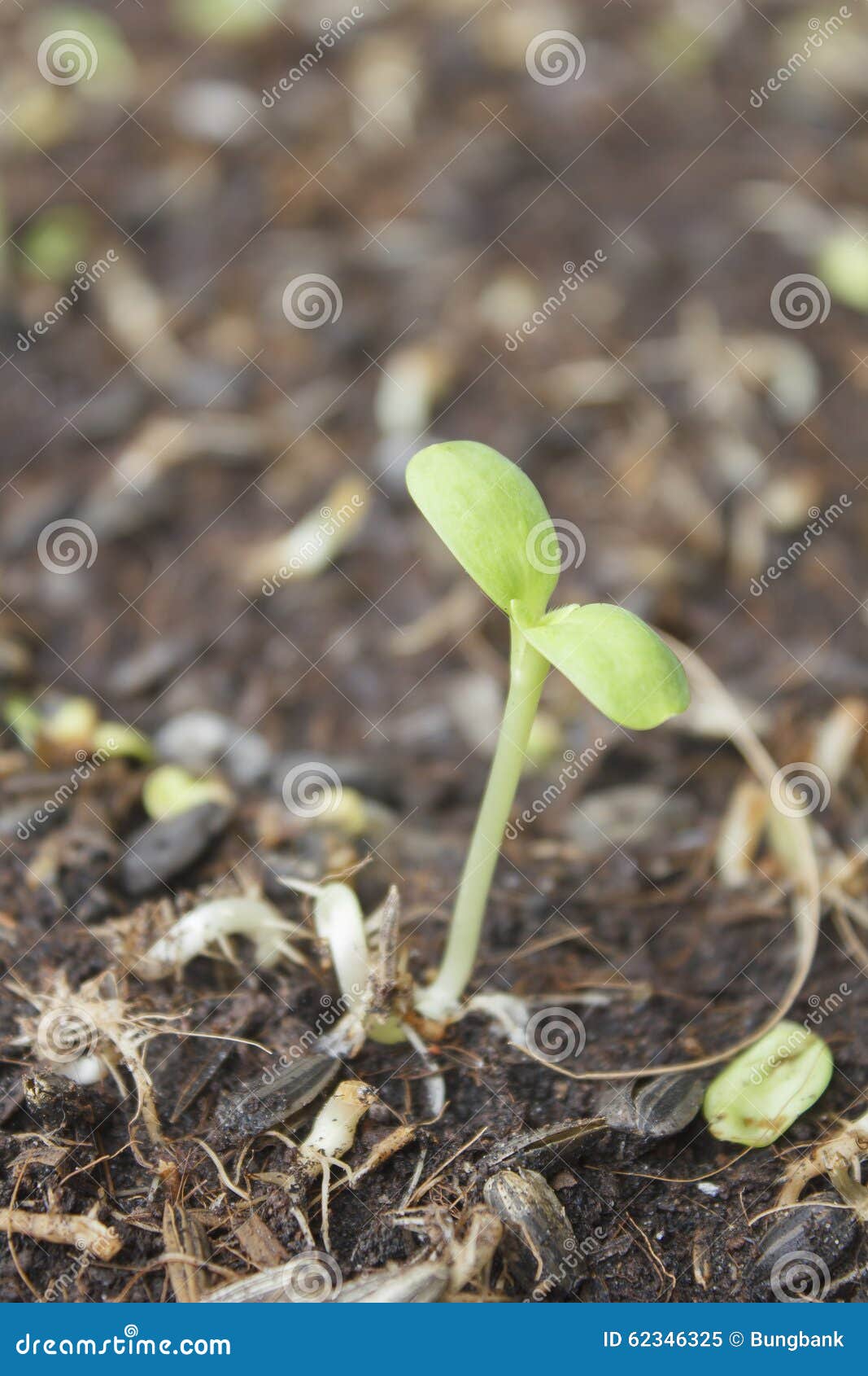 Sunflower Seedling on the Soil Stock Image Image of vegetable, young