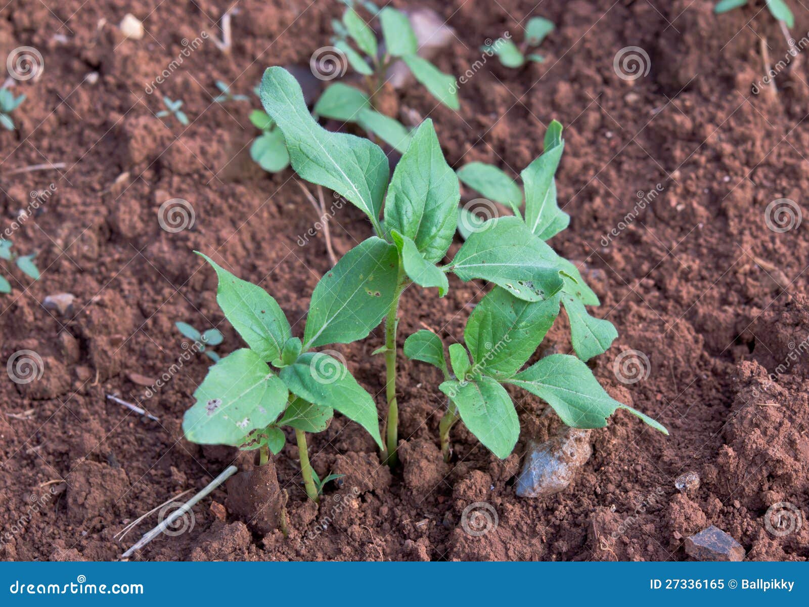 Sunflower seedlings stock image. Image of ground, growth 27336165
