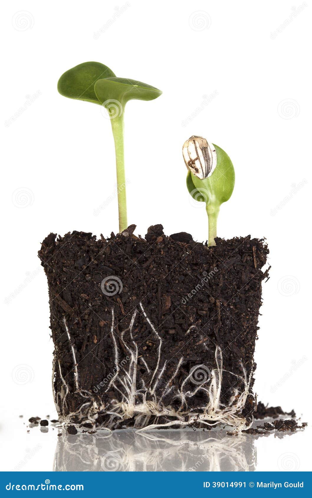 1,577 Grow Bags Stock Photos - Free & Royalty-Free Stock Photos from  Dreamstime