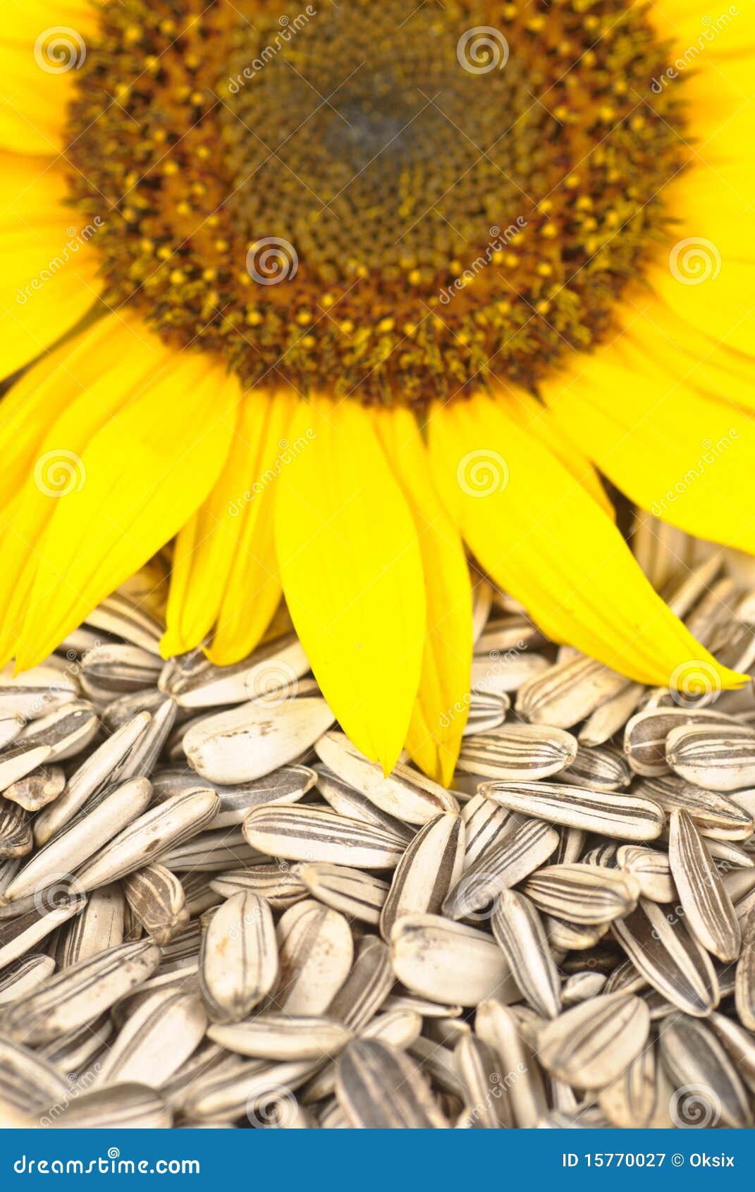 Sunflower seeds stock image. Image of crop, petal, agriculture - 15770027