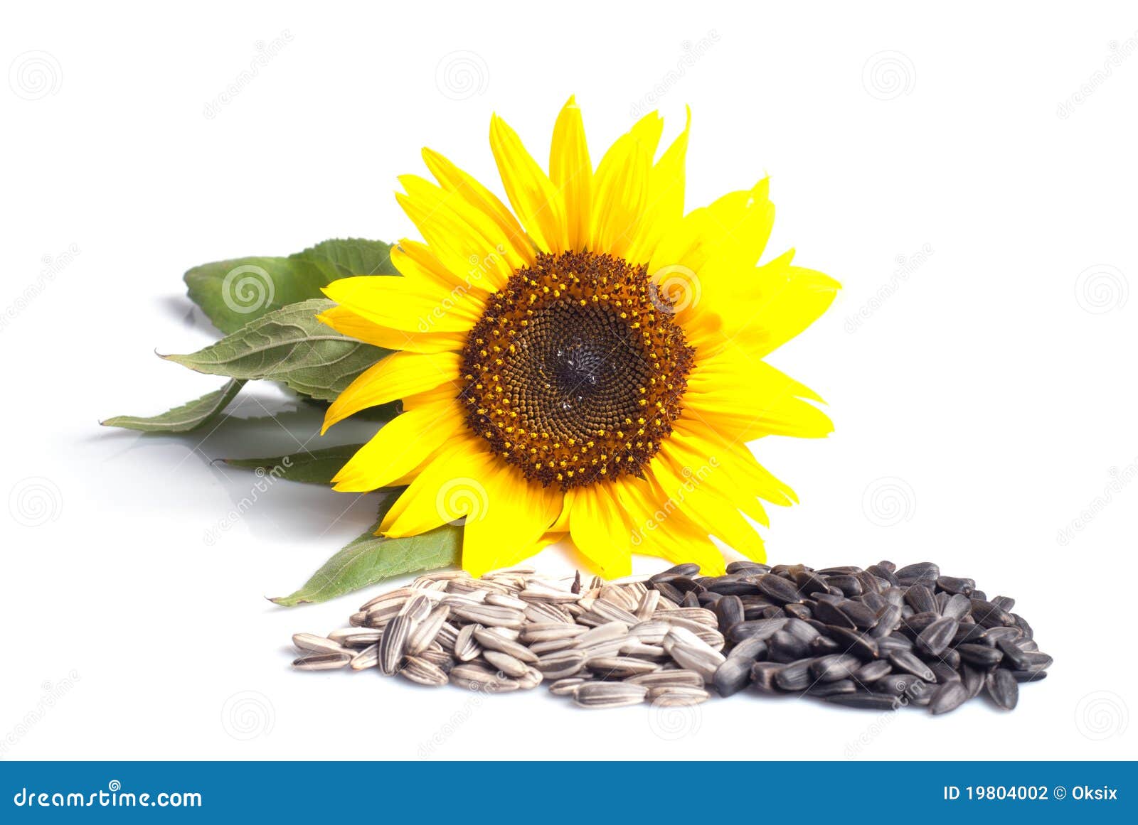 Sunflower seeds stock photo. Image of rural, seeds, flower - 19804002