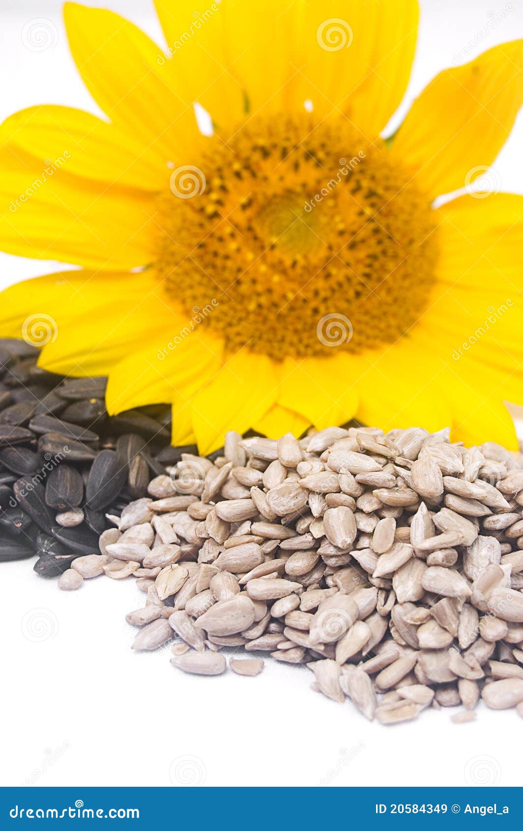 Sunflower seeds stock image. Image of product, plant - 20584349