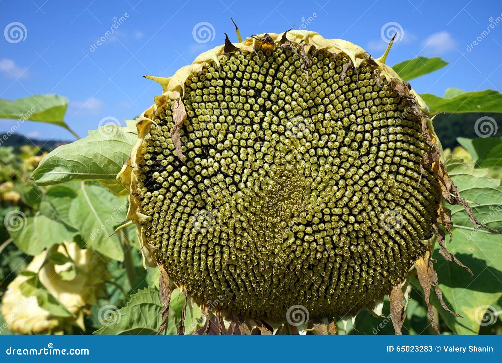 Sunflower seeds stock image. Image of crop, scenics, abundance - 65023283