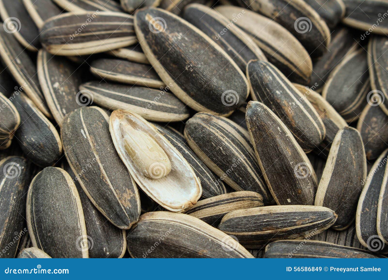 Sunflower seeds stock image. Image of agriculture, natural 56586849