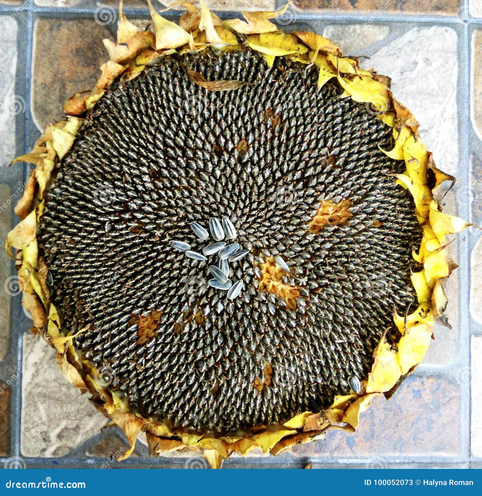 Sunflower Seeds on Flower Ready for Harvesting Stock Image - Image of ...