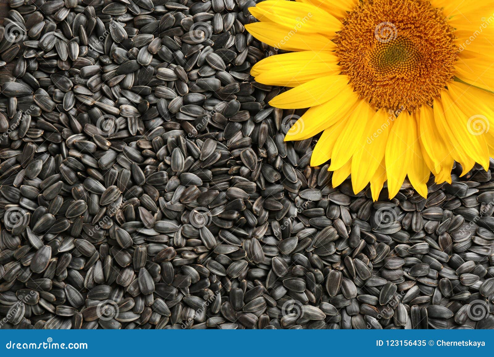 Sunflower seeds and flower stock image. Image of sunflower - 123156435