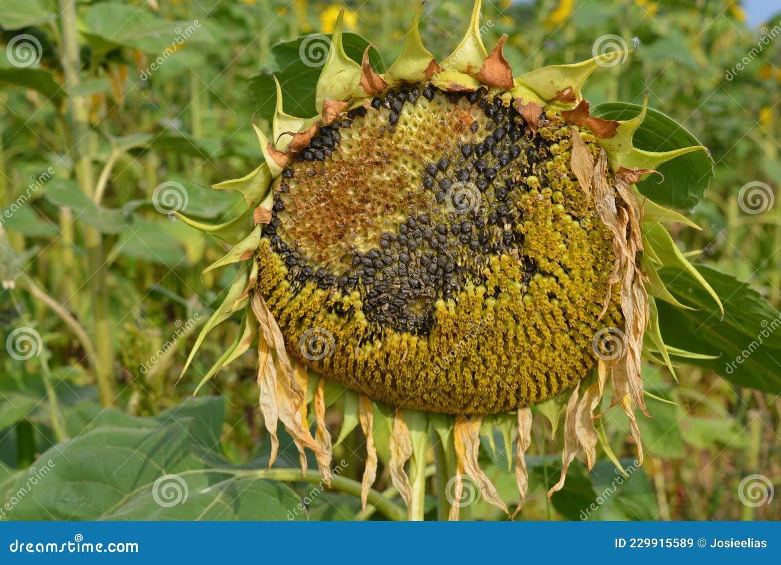 Sunflower Drying in Farm Field Stock Image - Image of pattern ...