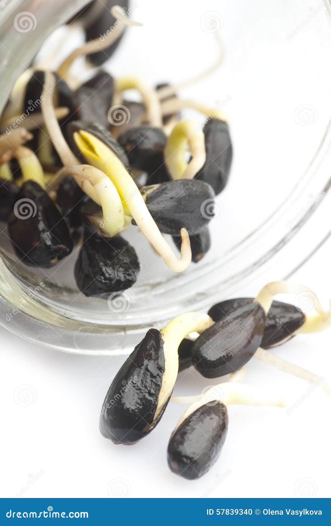 Sunflower seeds germinated stock photo. Image of agriculture 57839340