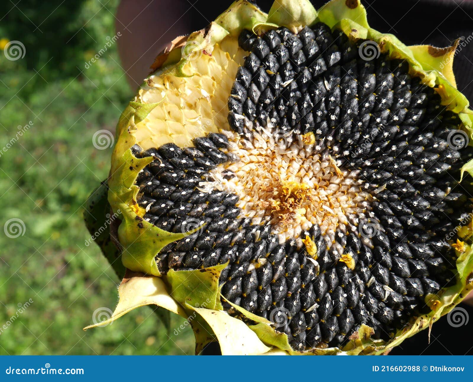 Sunflower with Seeds Inside. End of Summer Stock Photo - Image of ...