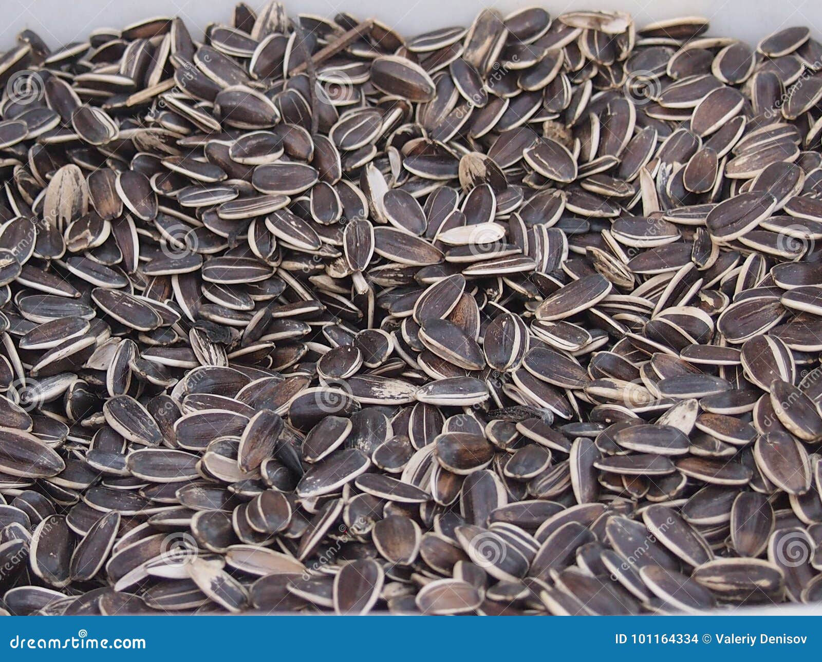 Sunflower sunflower seeds stock photo. Image of kernel 101164334