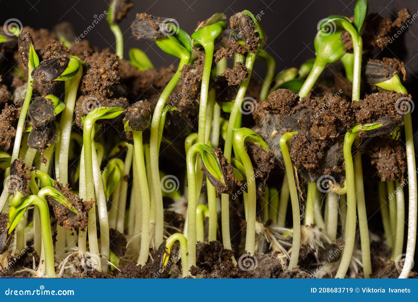 Sunflower Seeds Microgreen. Bio Sprouts of Sunflower Seedling. Stock