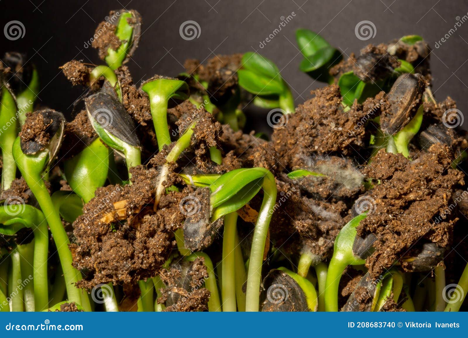 Sunflower Seeds Microgreen. Bio Sprouts of Sunflower Seedling. Stock