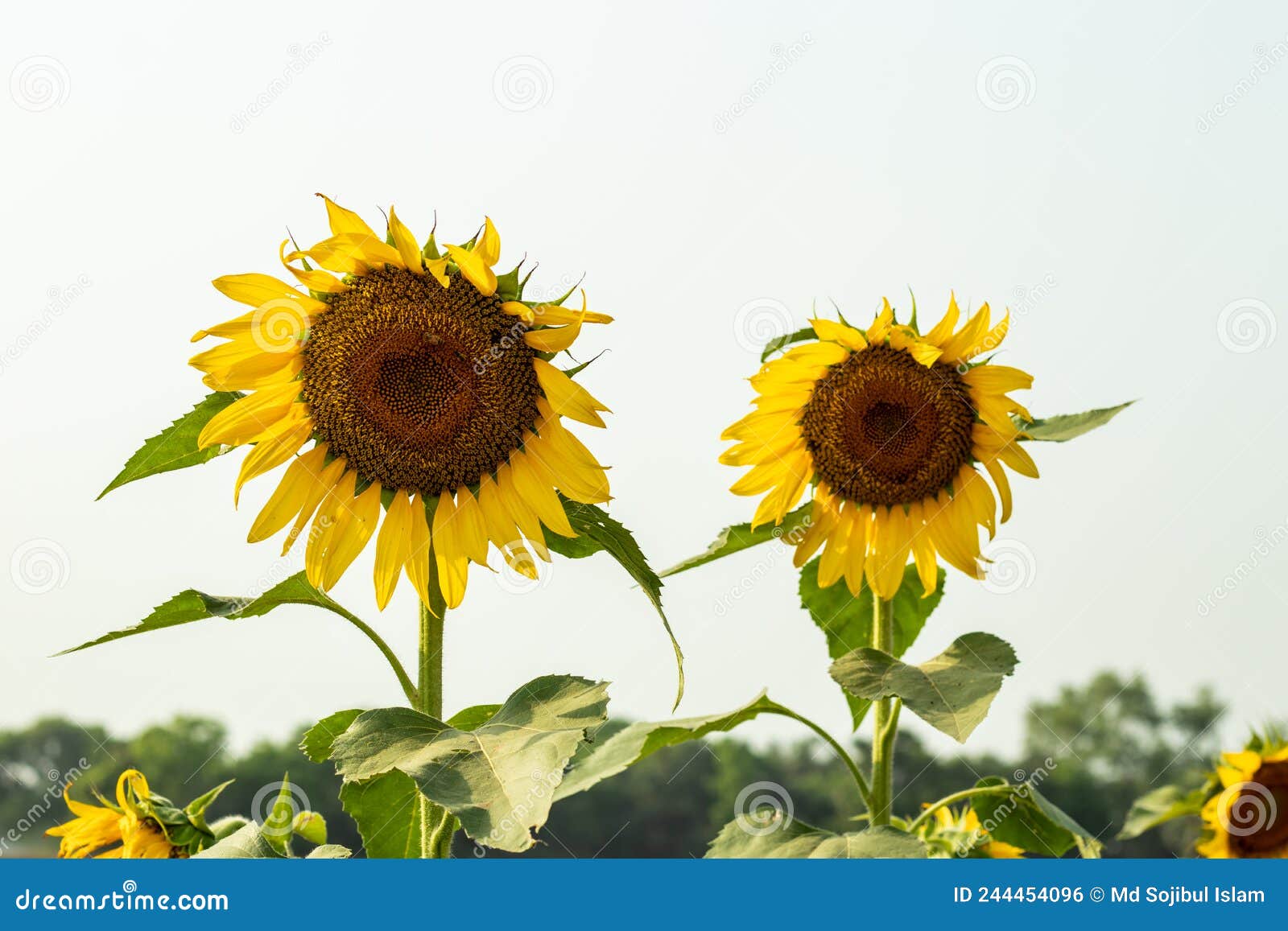 Sunflower Seeds are One of the Most Popular Seeds in the Worldwide