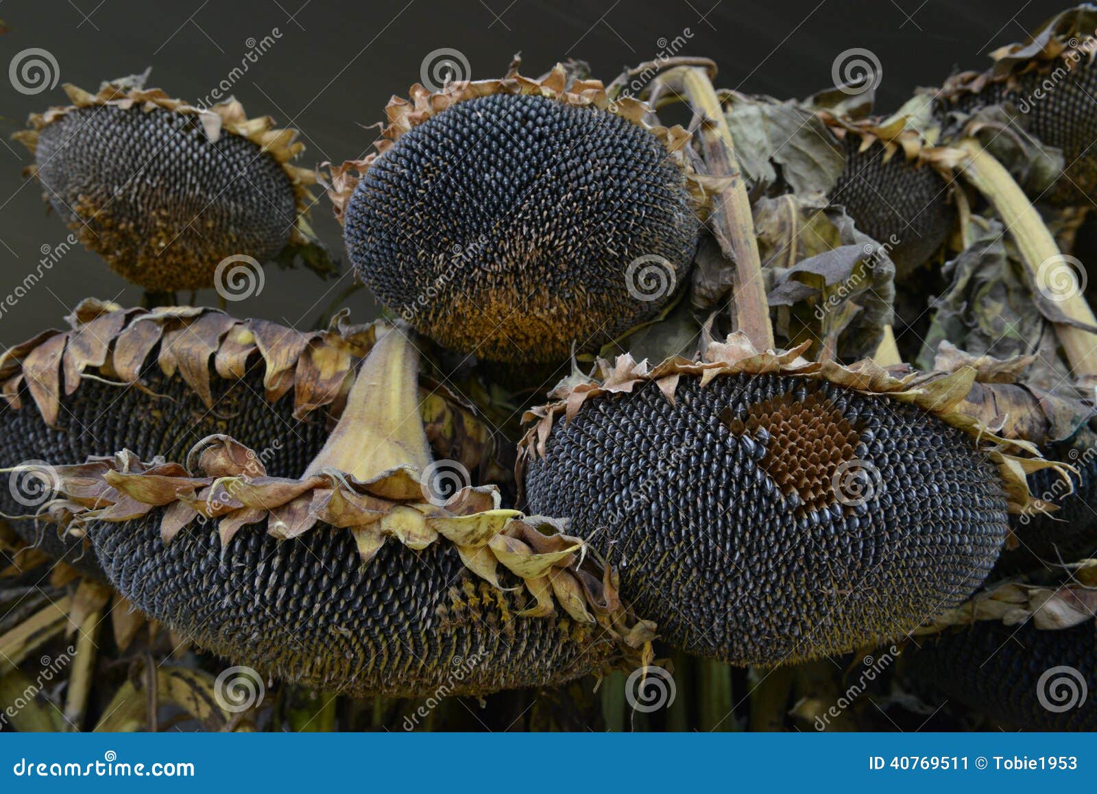 Sunflower Seeds on Plant at Agricultural Show Stock Image - Image of ...