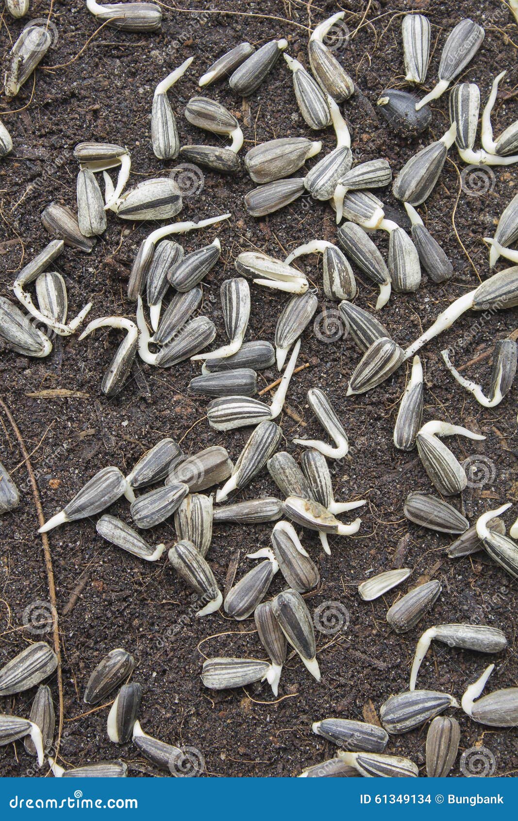 Sunflower Seeds on the Soil Stock Photo Image of germination, work