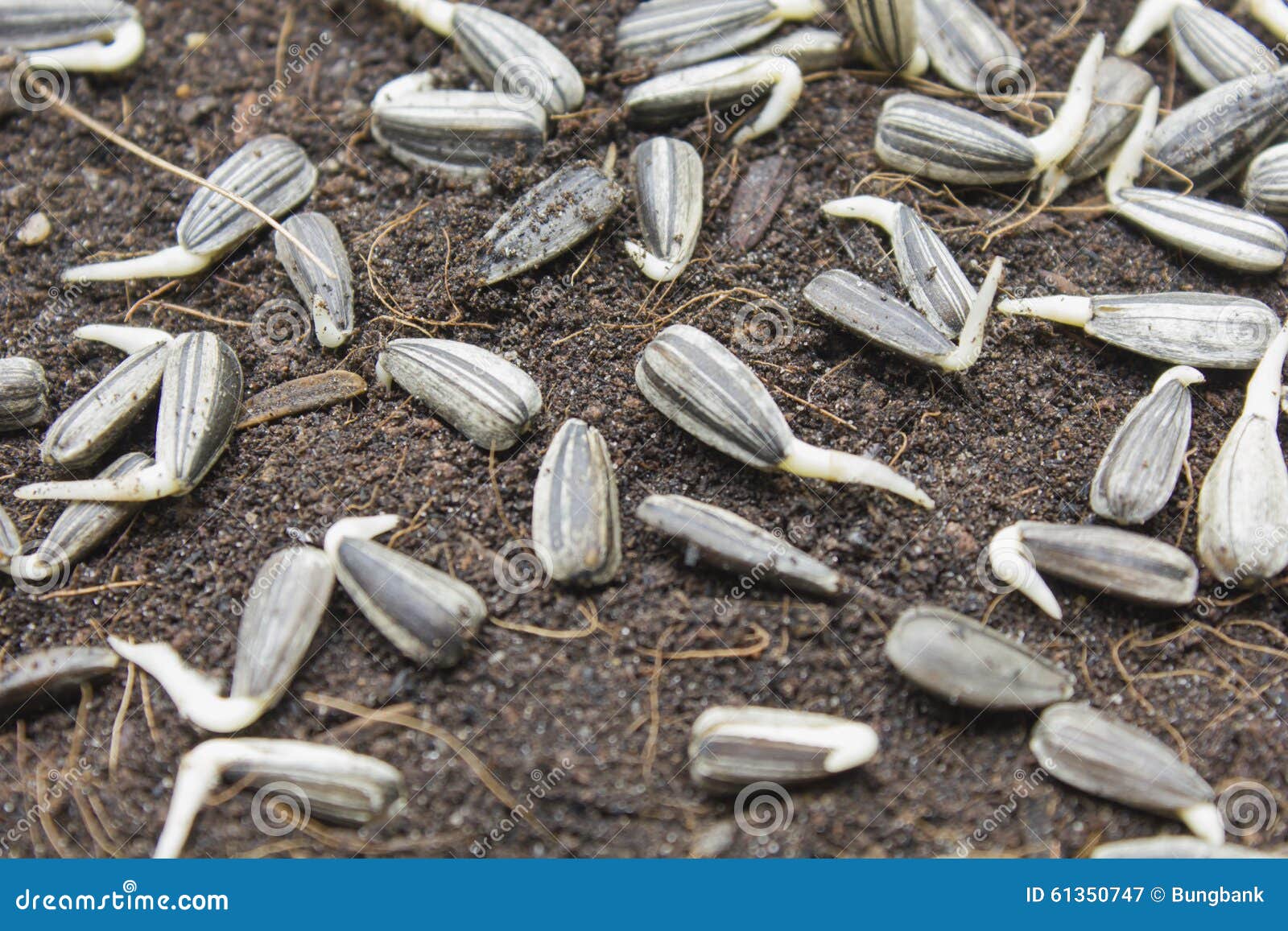 Sunflower Seeds on the Soil Stock Image Image of sunflower, work