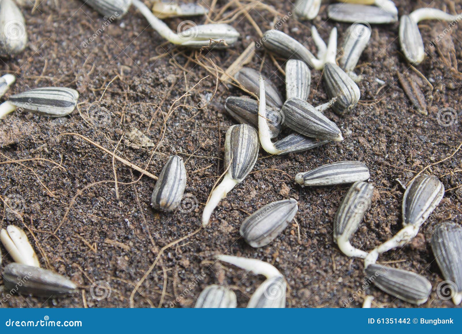 Sunflower Seeds on the Soil Stock Photo Image of crane, concrete