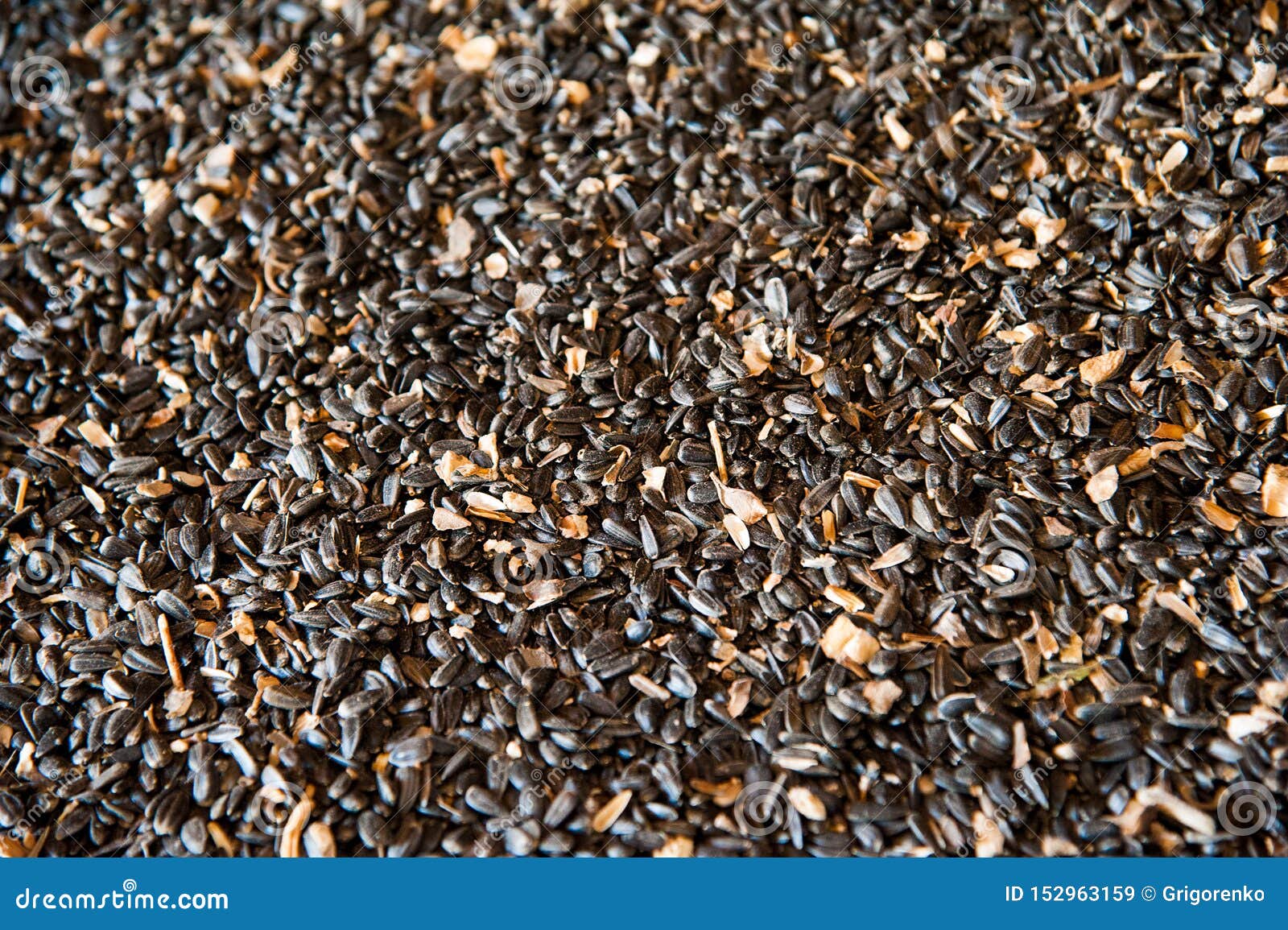 Sunflower seeds in storage stock image. Image of storage 152963159
