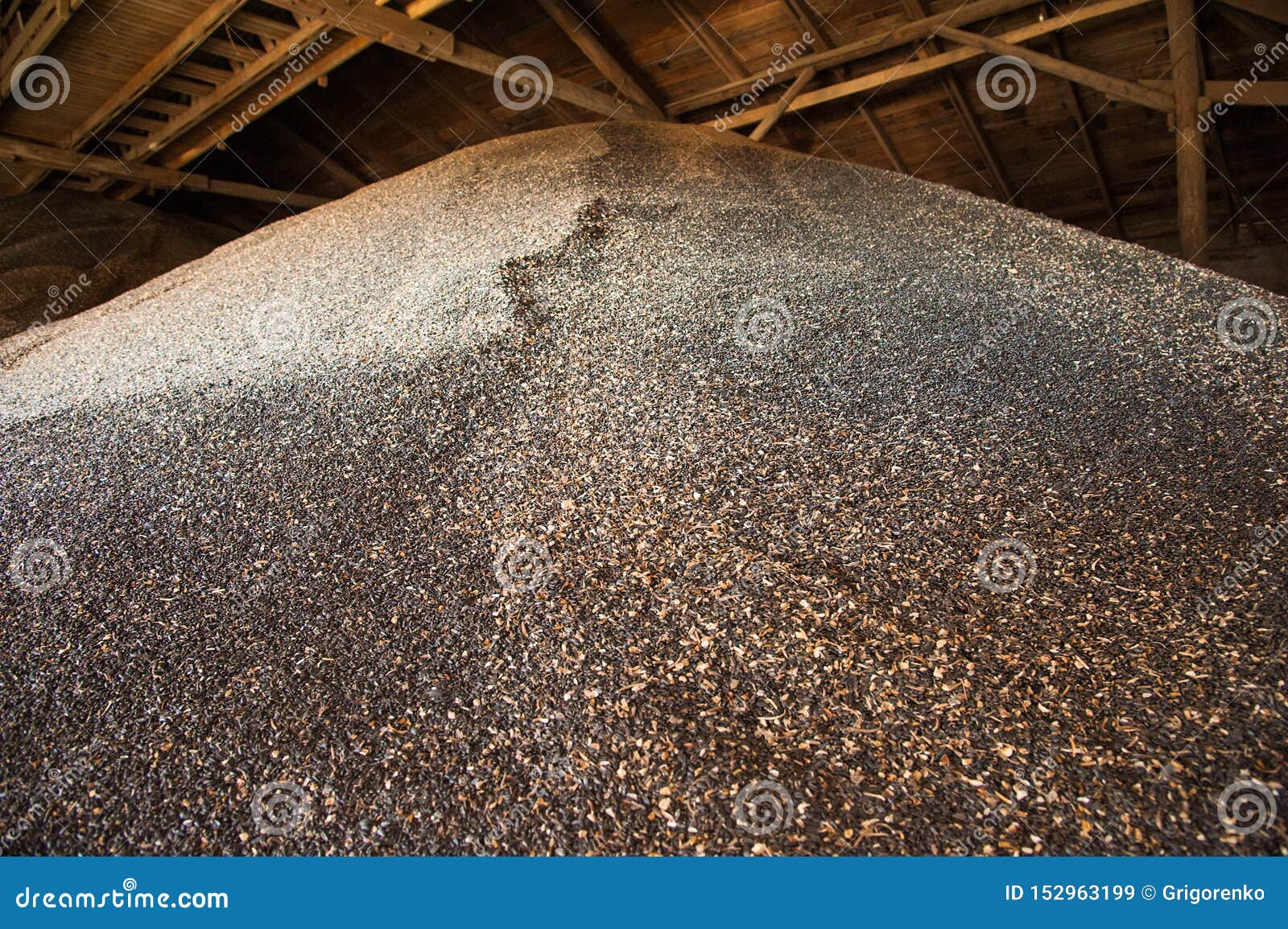 Sunflower seeds in storage stock image. Image of organic 152963199