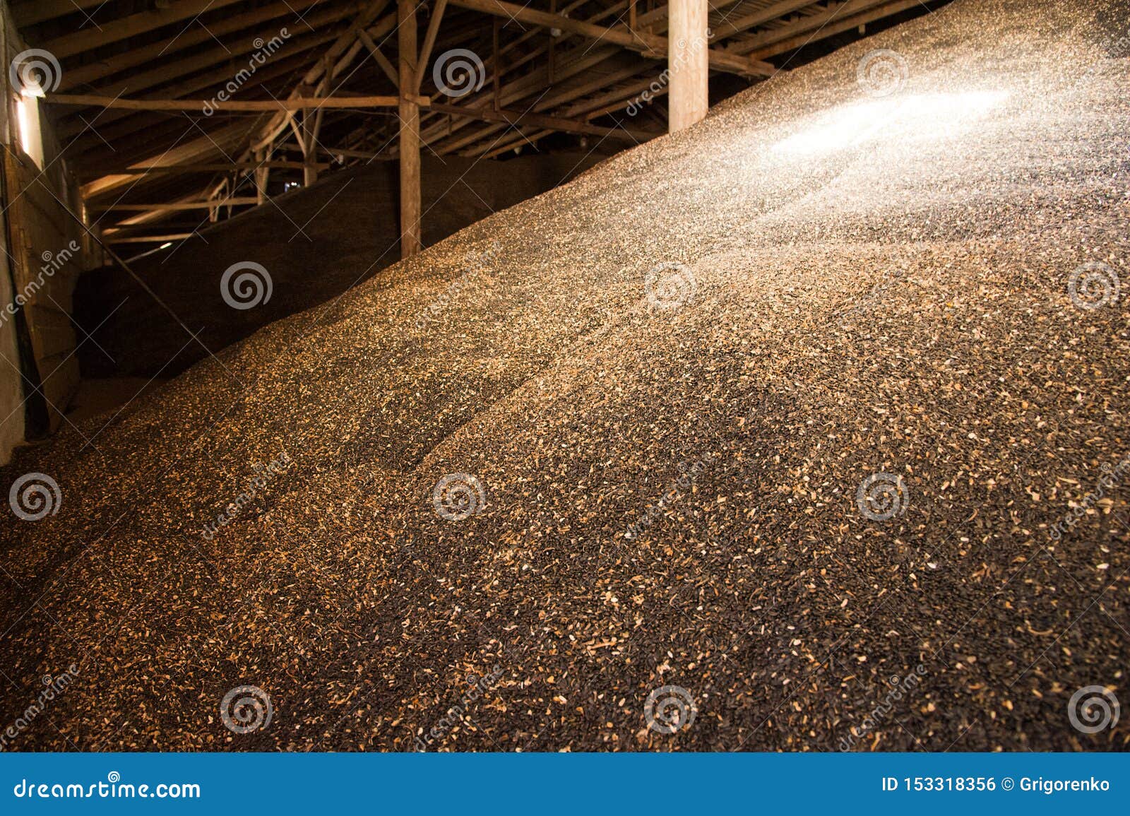 Sunflower seeds in storage stock photo. Image of storage 153318356