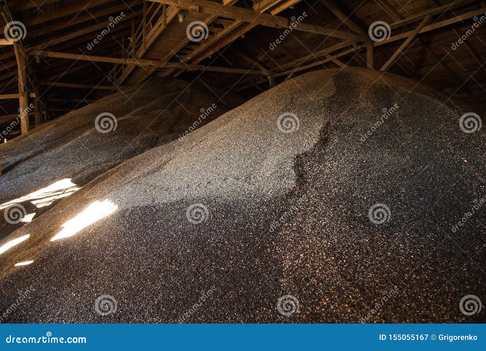 Sunflower seeds in storage stock image. Image of storage 155055167