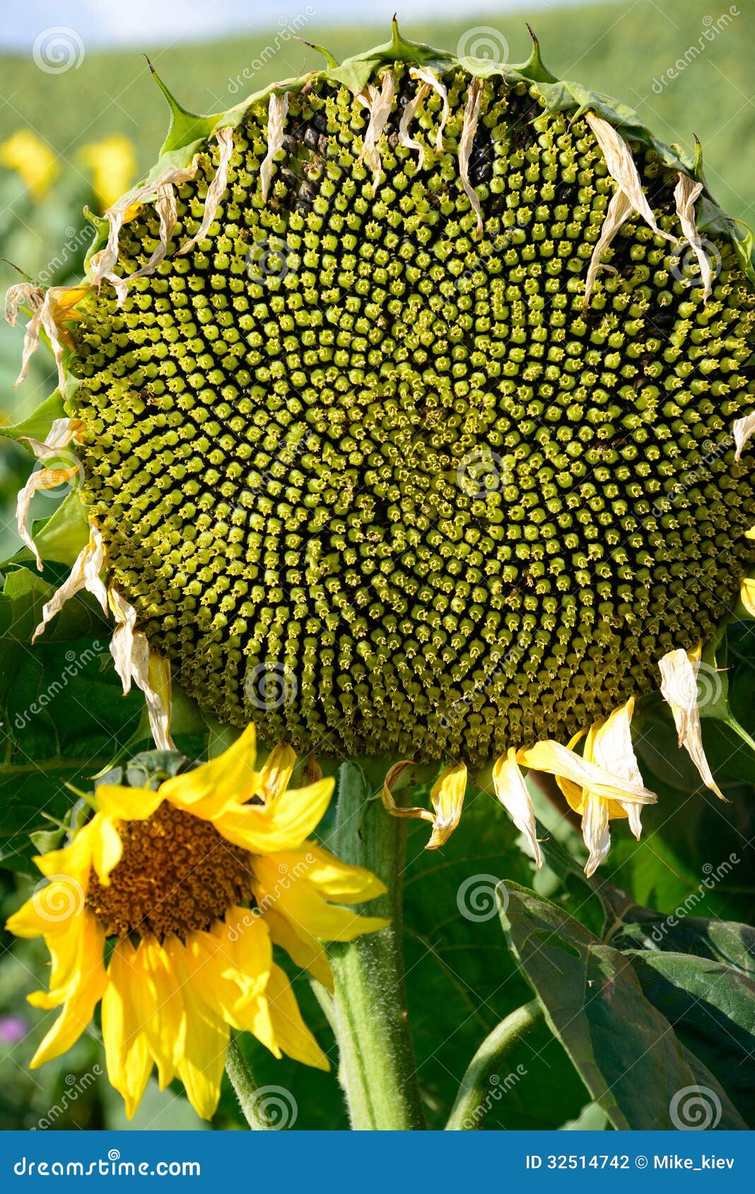 Sunflower seeds stock photo. Image of green, landscape - 32514742
