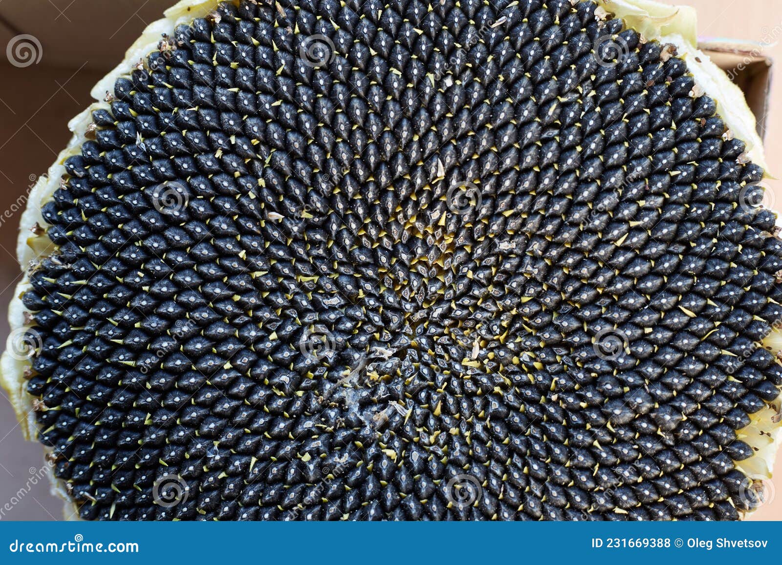 Sunflower Seeds are Taken in Close-up, Beautiful and Natural Seed ...