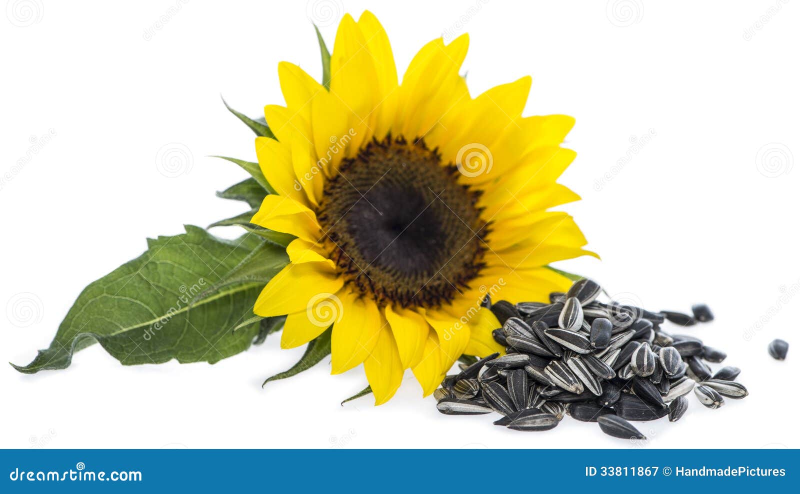 Sunflower with Seeds on White Stock Image Image of healthy, crunchy
