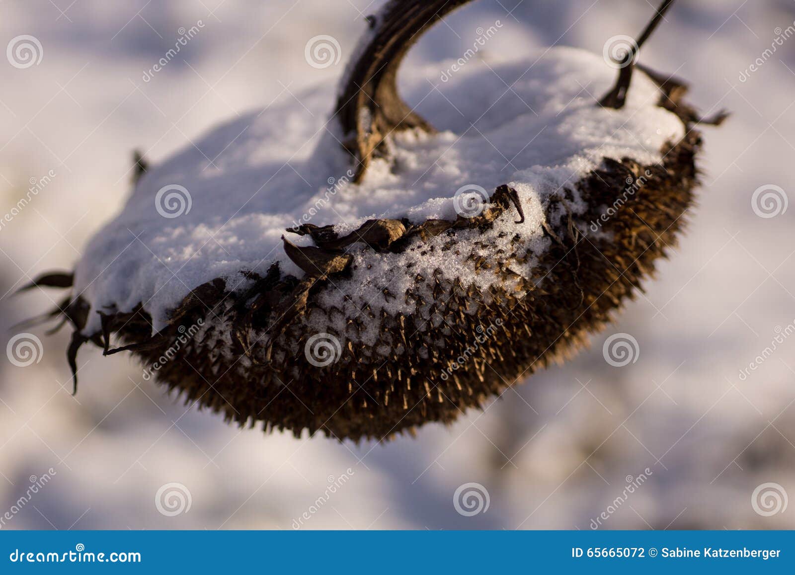 Sunflower in the snow stock photo. Image of background 65665072