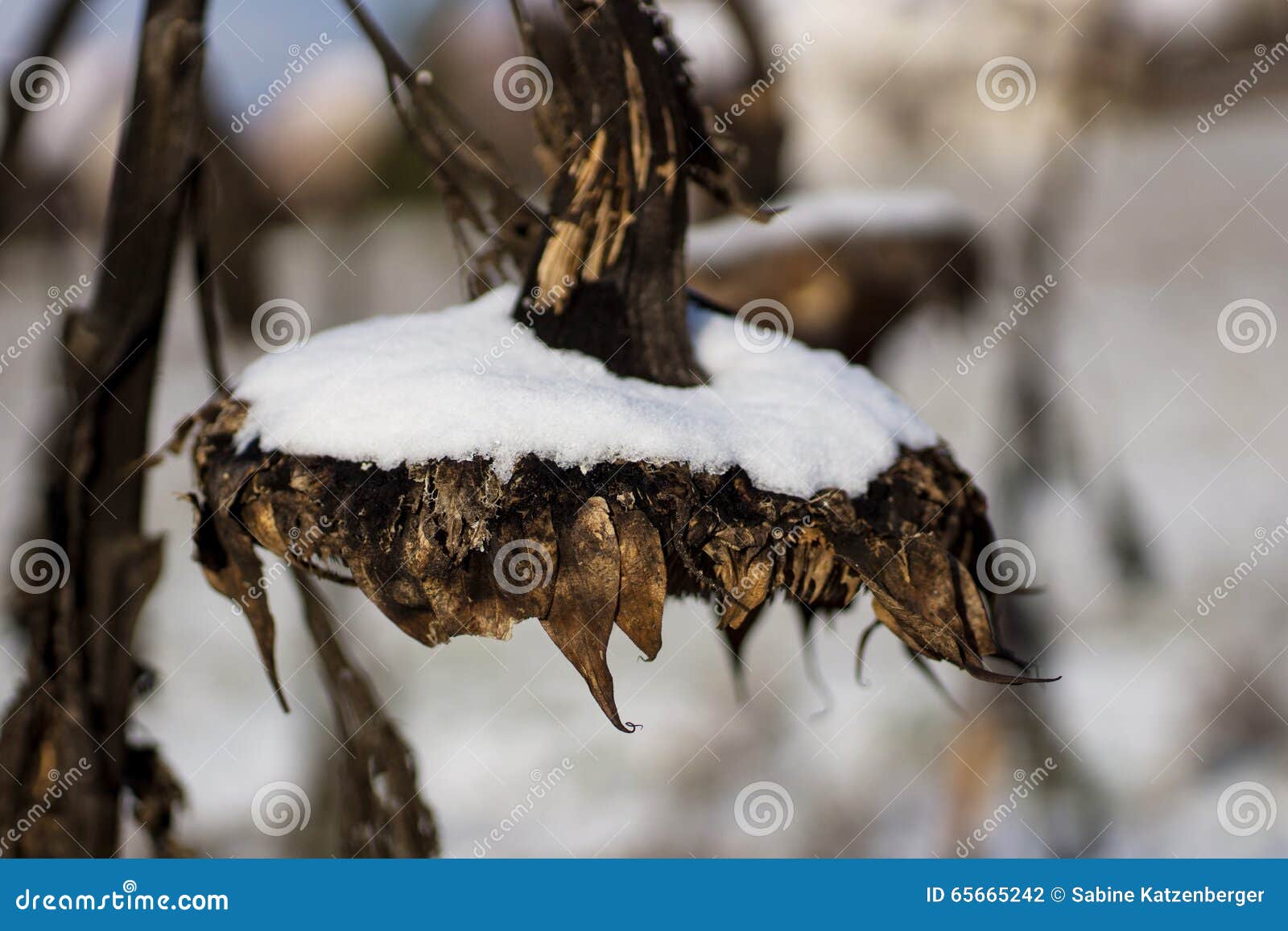 Sunflower in the snow stock photo. Image of seasonal 65665242