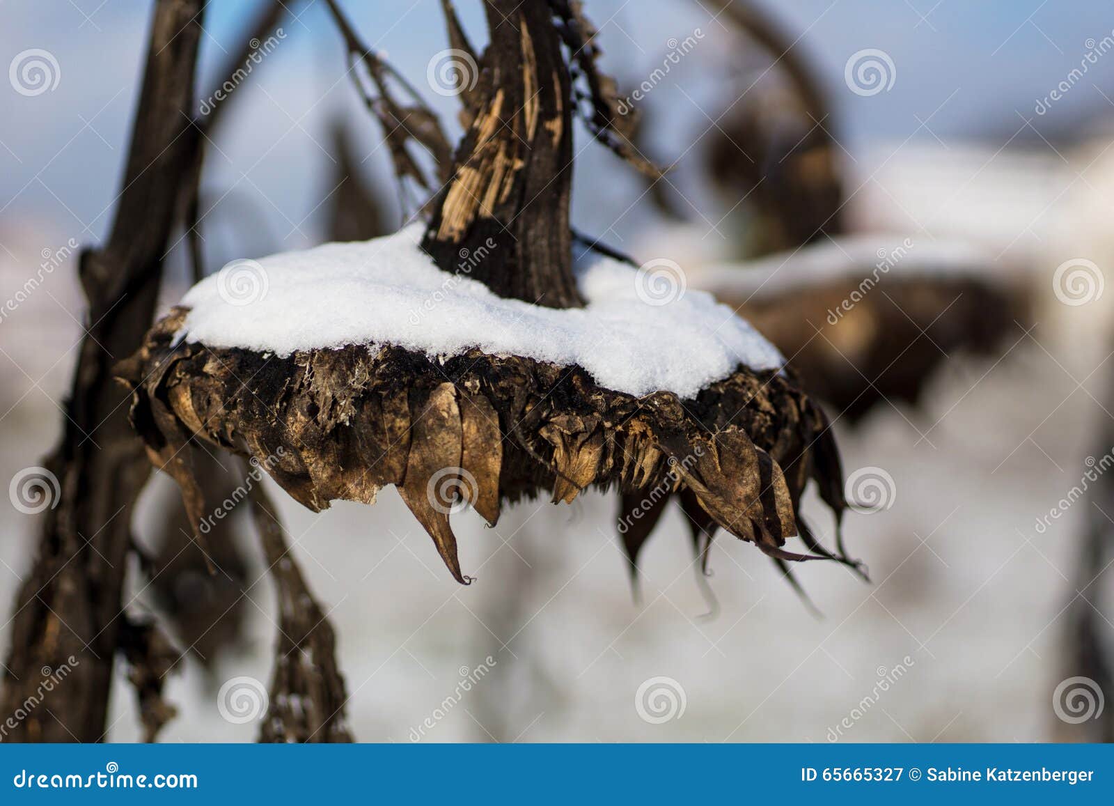Sunflower in the snow stock image. Image of season, sapless 65665327