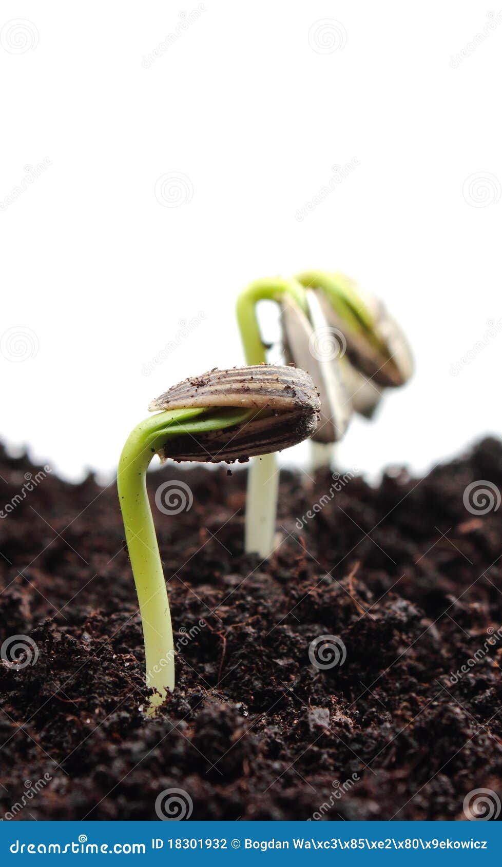Sunflower sprout stock photo. Image of isolated, growing 18301932