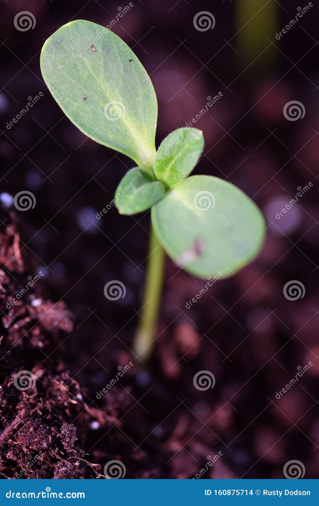 Sunflower Sprout stock photo. Image of healthy, edible 160875714