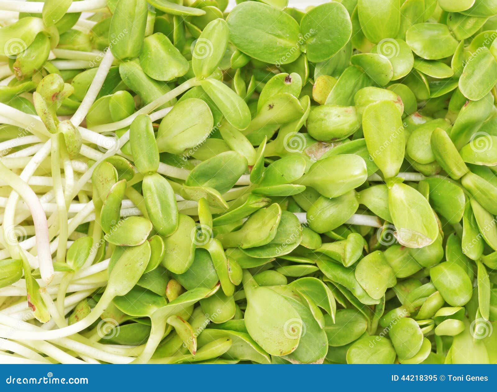 Sunflower sprouts stock image. Image of proteins, germination 44218395