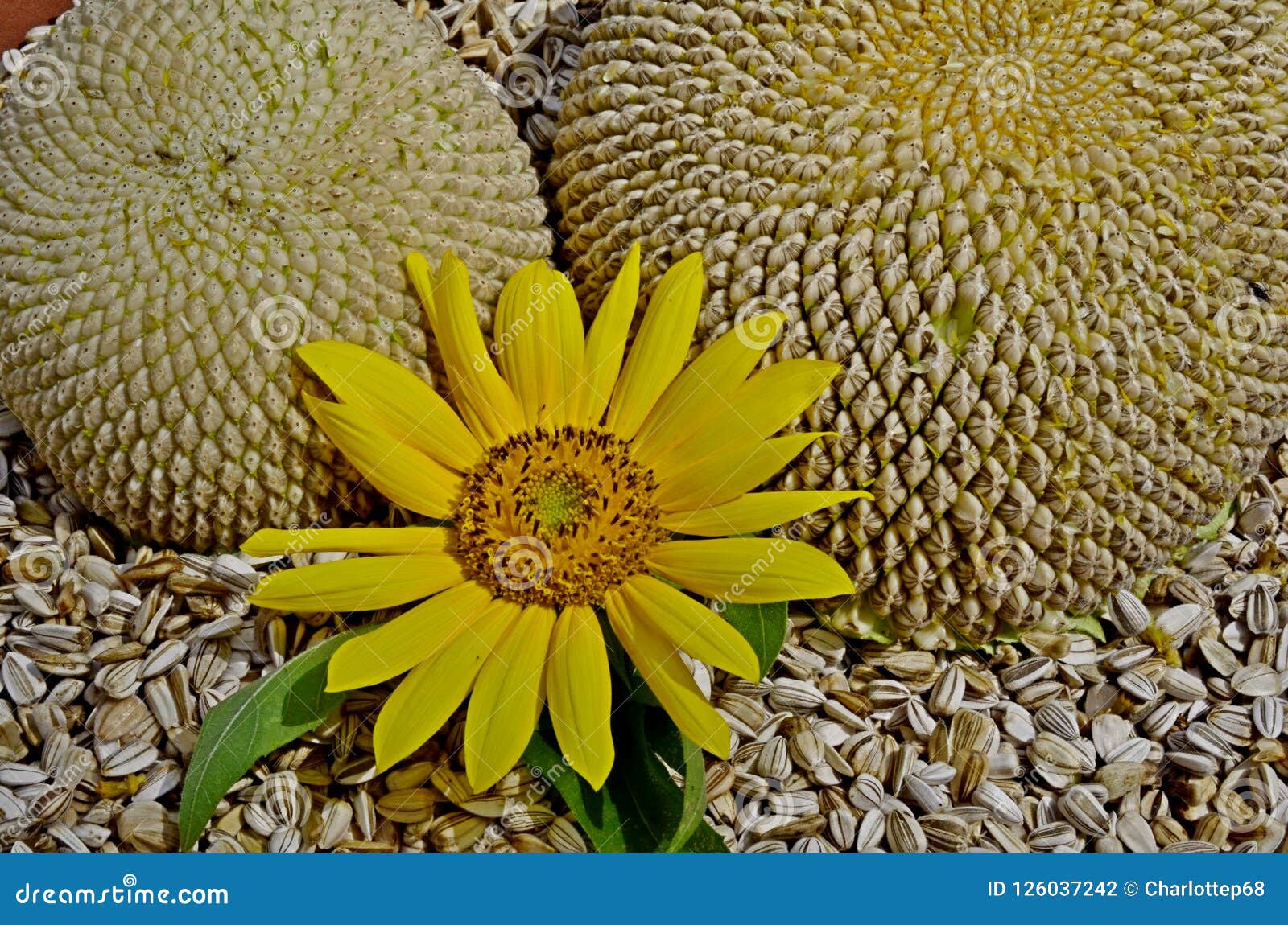 Sunflower stages stock photo. Image of nature, flower 126037242