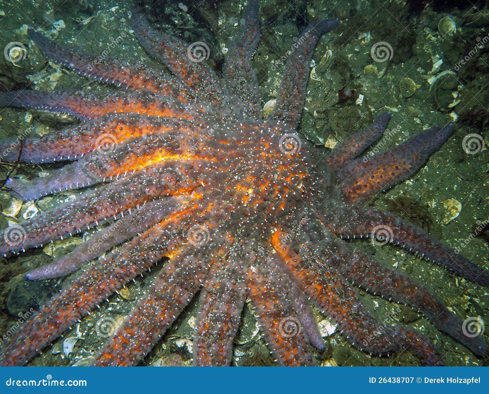 Sunflower Starfish stock image. Image of seascape, star 26438707