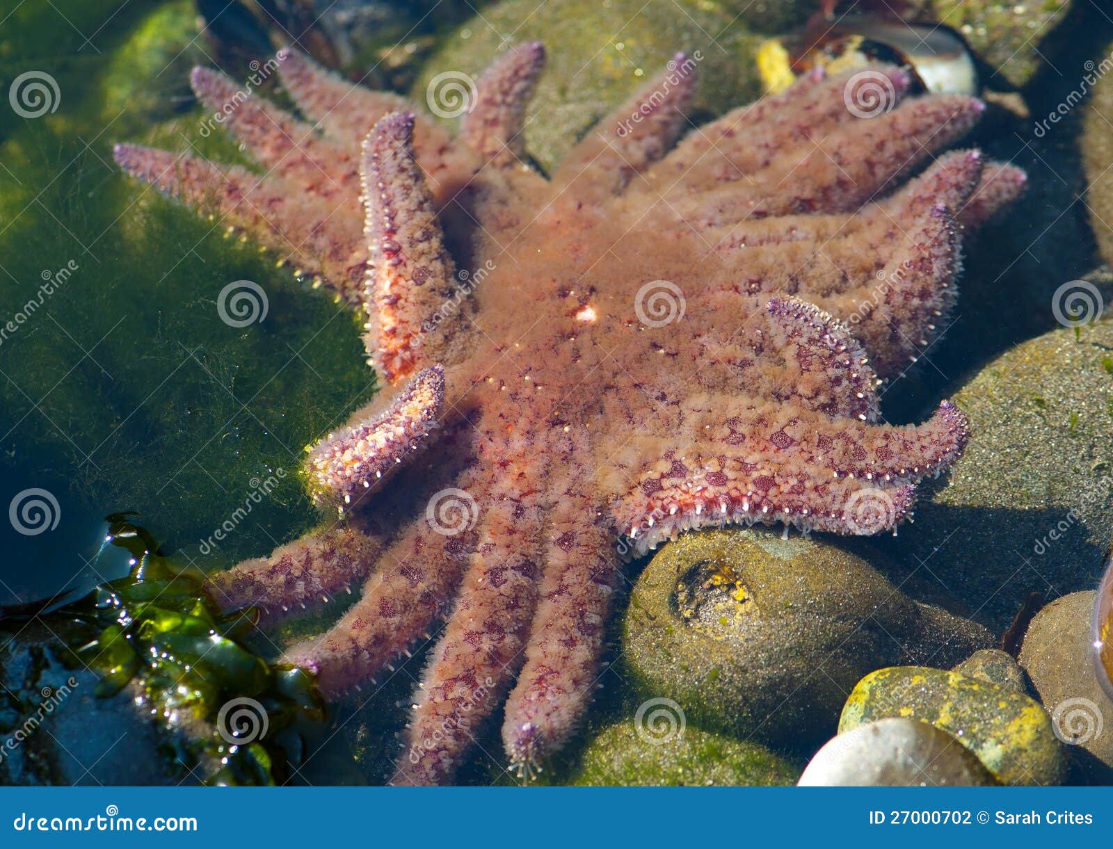 Sunflower Starfish stock photo. Image of tide, rocks 27000702